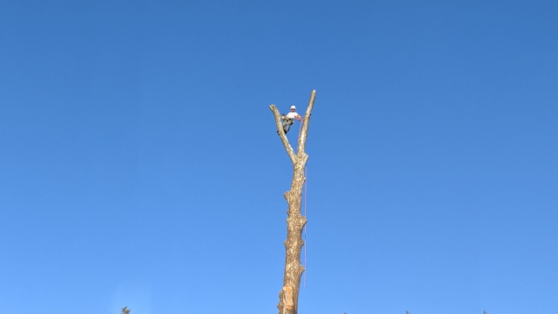 Tree Removal